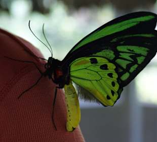 Bali-Butterfly-Park (West-Bali)