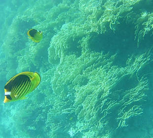 Schnorcheln Makadi Bay