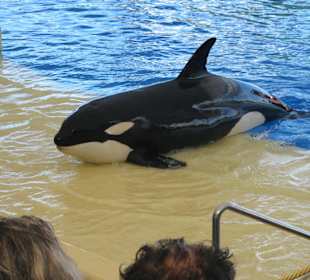 Orca Show