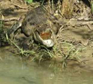 Yala Nationalpark