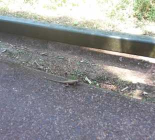 Wasserfälle von Iguazu. Ein Weltwunder