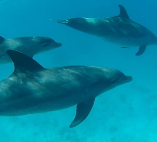Delfinschwimmen Marsa Alam mit Morgenland Reisen