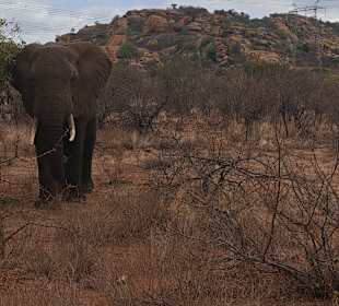 🐘