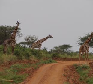 Tsavo West Nationalpark