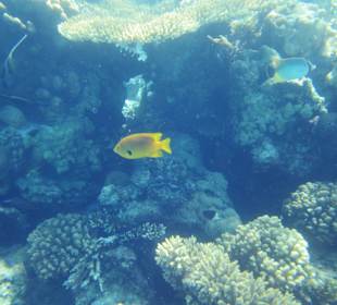 Hausriff - traumhaft!