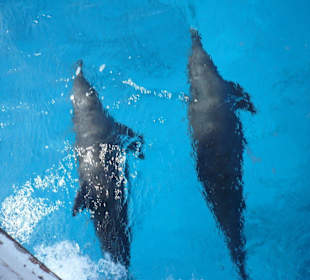 Schnorcheltour gebucht bei Alex