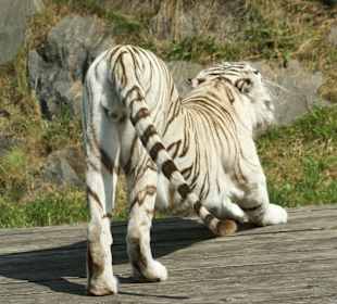 Kameltheater & Weißer Hof