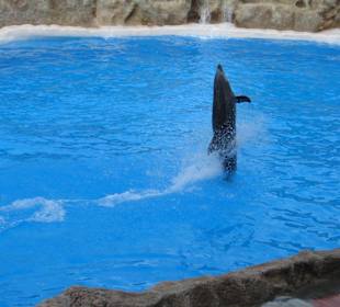 Loro Parque