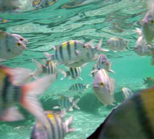 Man schwimmt wie in einem Aquarium