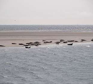 Die Seehunde wollen in die Nordsee
