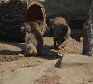 Zoo
