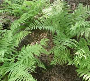 Unterwegs im Rennsteiggarten