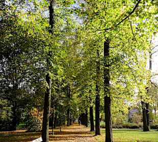 Allee im Schlosspark Rotenburg