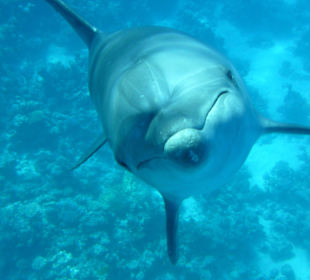 Delfinschwimmen Hurghada