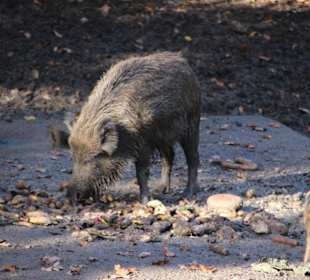 Wildsau im Wildgatter