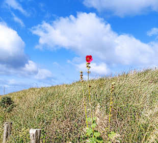 Steilküste Heiligenhafen