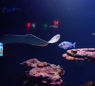 Ein risieger Rochen, Wunderschön...