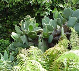 Loro Park - Pflanzen