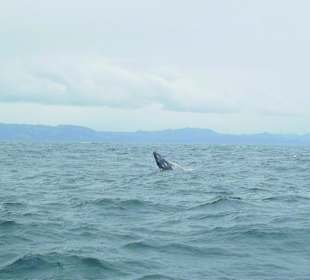 In der Bucht von Samana