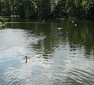 Beim künstlichen See im Kölner Mediapark