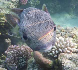 Im Hausriff ( Igelfisch )