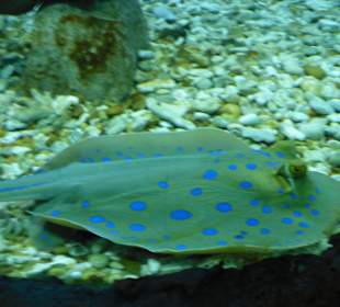 Aquarium El-Gouna