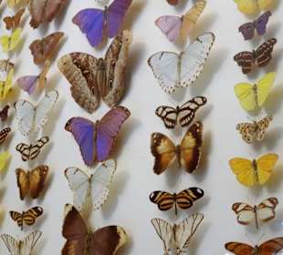 Exponate des Muséum d'histoire naturelle