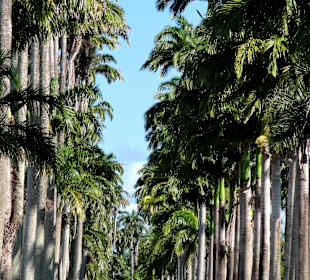 Blick in die Allee Dumanoir