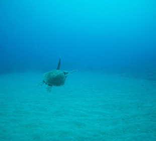 Schildkröte beim Tauchen