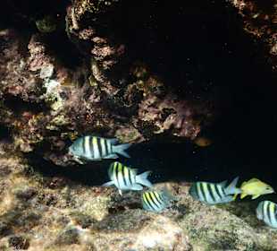 Schnorcheln Willemstad