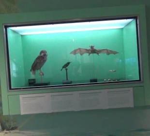 Niedersächsisches Landesmuseum