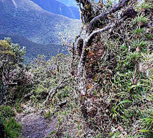 Podocarpus Nationalpark
