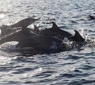 Delfintour