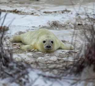 Wandern Helgoland