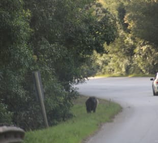 Achtung Affenattacken!