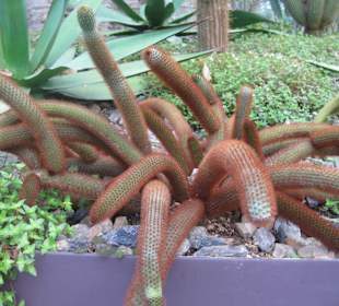 Kakteen im Flower Dome