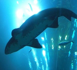 Riesenhaie im Aquarium der Dubai Mall