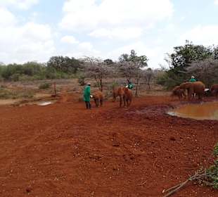 Auf dem Gelände des Elefantenwaisenhauses