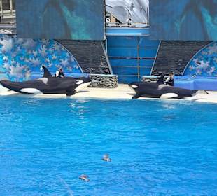 Sea World