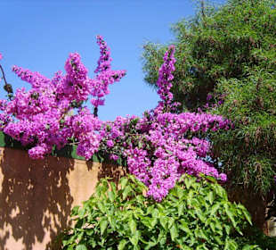 Blütenpracht am Eingang