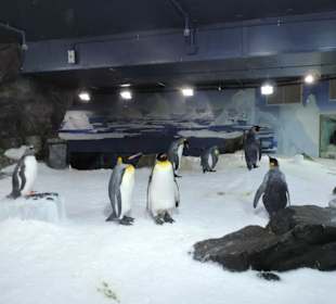 Besonders die Kinder hatten viel Spaß