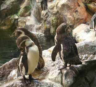 Pinguine