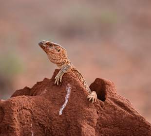 Geführte Touren Marco Polo Tours & Safaris Diani Beach