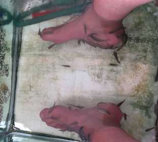 Die Füße im Kangalfisch Knabberbecken