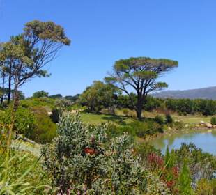 Cape Point Vineyards in Noordhoek