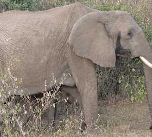 Elefanten in der Mara