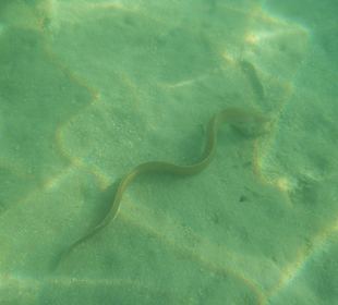 Junge Muräne am Steg