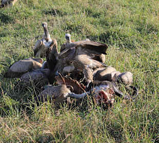 24 h nach den Lions sind die Geier dran
