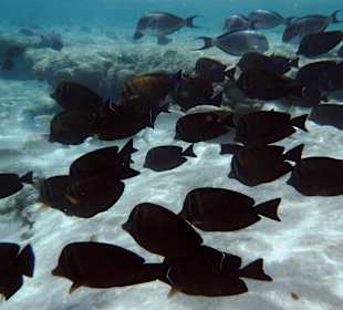 Schnorcheln Marsa Alam