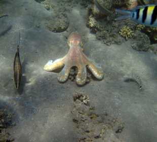 Octopus Hausriff Lahami Bay